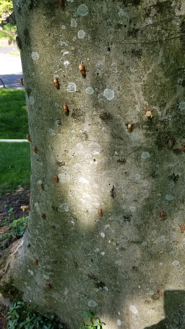 Brood X Cicacas emerging in Potomac, Maryland