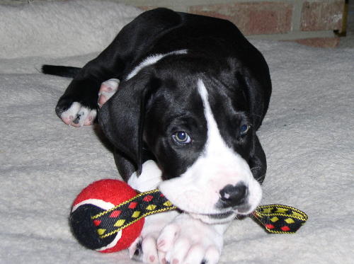  getting a little black kitten and a puppy! My top pick is a great Dane 
