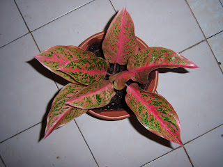 Aglaonema Prosperity