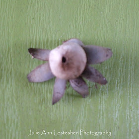 Earthstar Flower Shaped Fungi front side