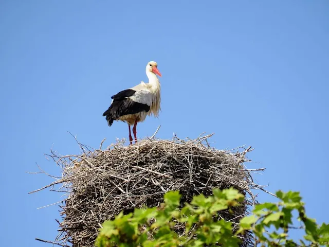 Stork on a nest at Vista Alegre Museum near Aveiro