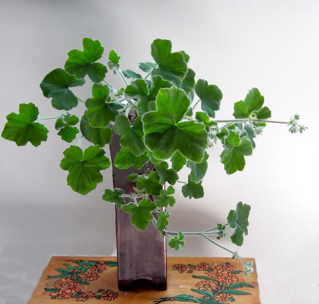 Pelargonium tomentosum - peppermint geranium with rambling growing habit