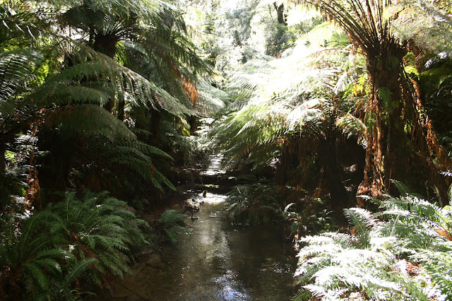 Beauchamp Falls, Beech Forest