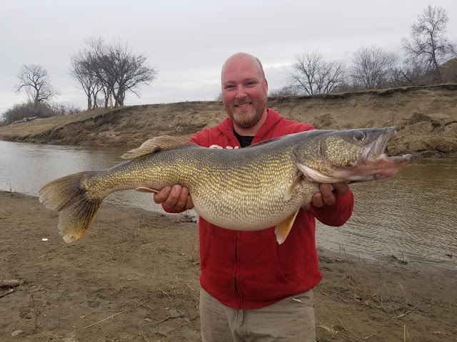 North Dakota Record Walleye caught in April of 2019 by Tom Volk in the Heart River in Mandan North Dakota.