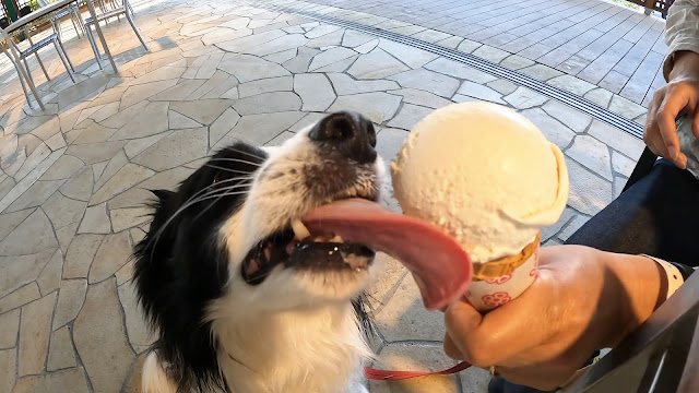 保護犬 ボーダーコリー トーマ 小谷流の里ドギーズアイランド