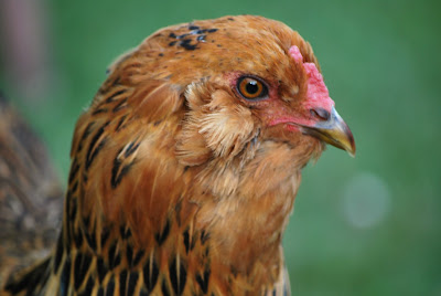 Rust colored Easter egger hen