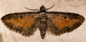 Tawny Speckled Pug, Eupithecia icterata subfulvata.  Cuckoo Wood, High Elms, 12 August 2015.