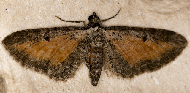 Tawny Speckled Pug, Eupithecia icterata subfulvata.  Cuckoo Wood, High Elms, 12 August 2015.