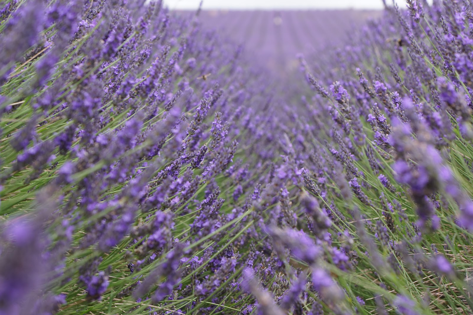 lavender field rows