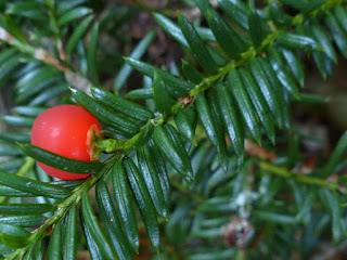 If du Canada - Taxus canadensis