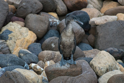 Flightless Cormorant, Punta Vicente Roca