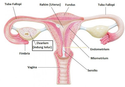  Tahukah kamu ovarium adalah tempat terjadinya apa Jawaban Ovarium Adalah Tempat Terjadinya?