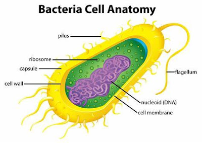 Bacteria