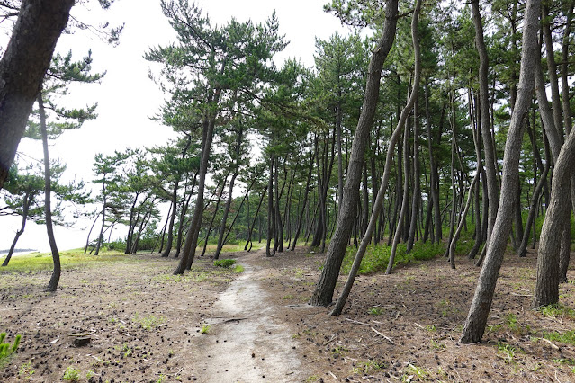 鳥取県米子市両三柳　松林