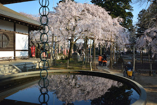 水戸市六地蔵寺の桜