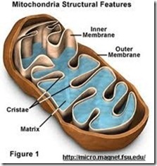 mitochrondria