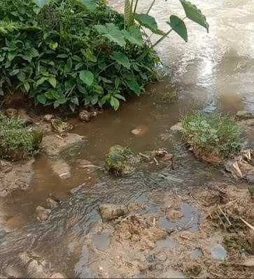 Diduga,Air Limbah Kotoran Ternak Babi Di Kampung Hataran ( Bandar Jawa ) Sengaja Dialirkan Ke Sungai Manahul Oleh Pemilik.