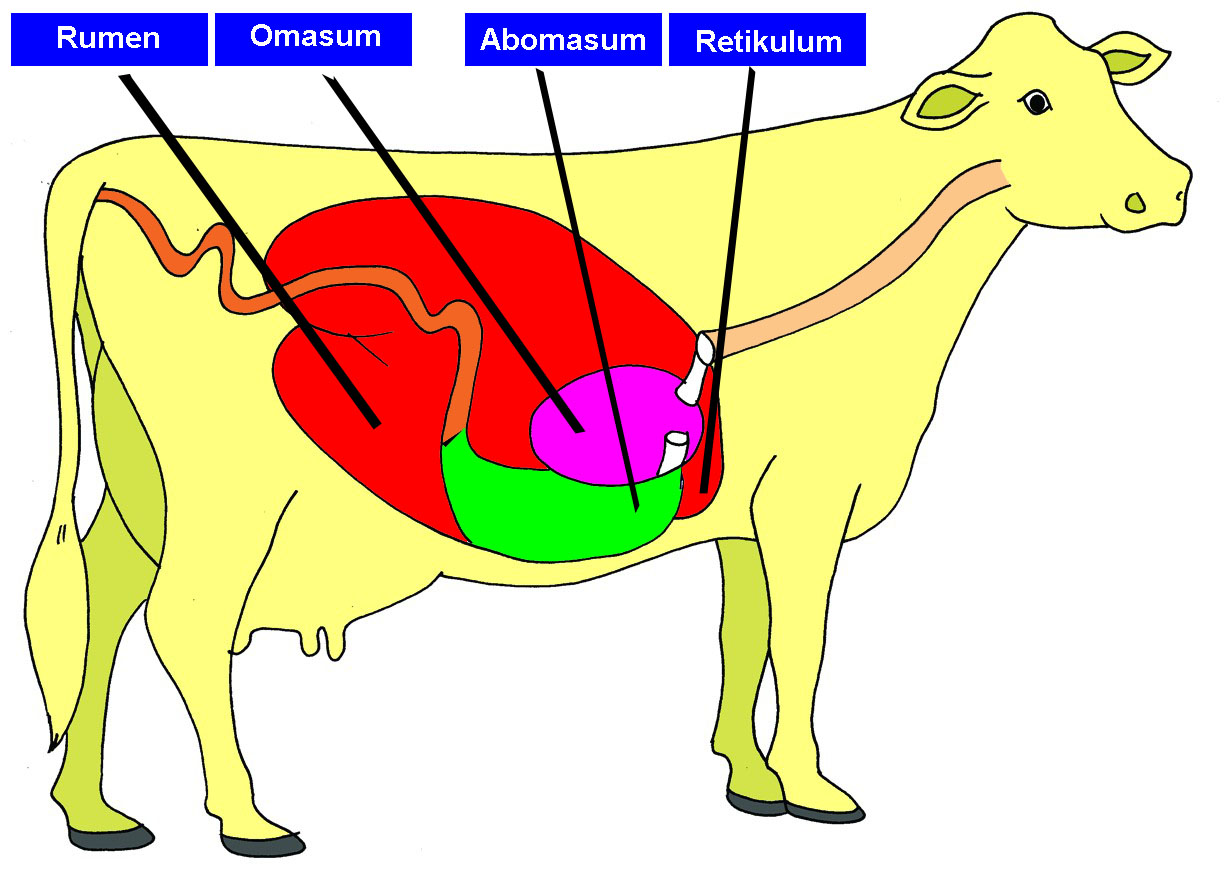 Contoh Gambar Organ Pencernaan Hewan Sapi