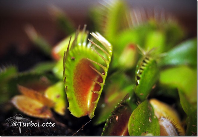 dionaea-muscipula