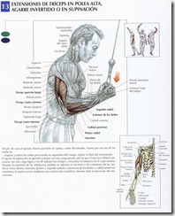 extensiones-triceps-polea-alta-agarre-invertido-supinacion