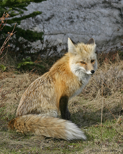 october 2010 tails magazine. Love his bushy tail (left on