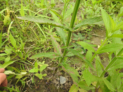 柳葉馬鞭草的葉