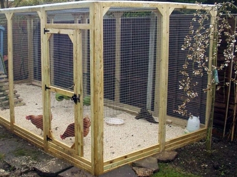  chicken pox from our chicken flock portable bottomless pens pasture