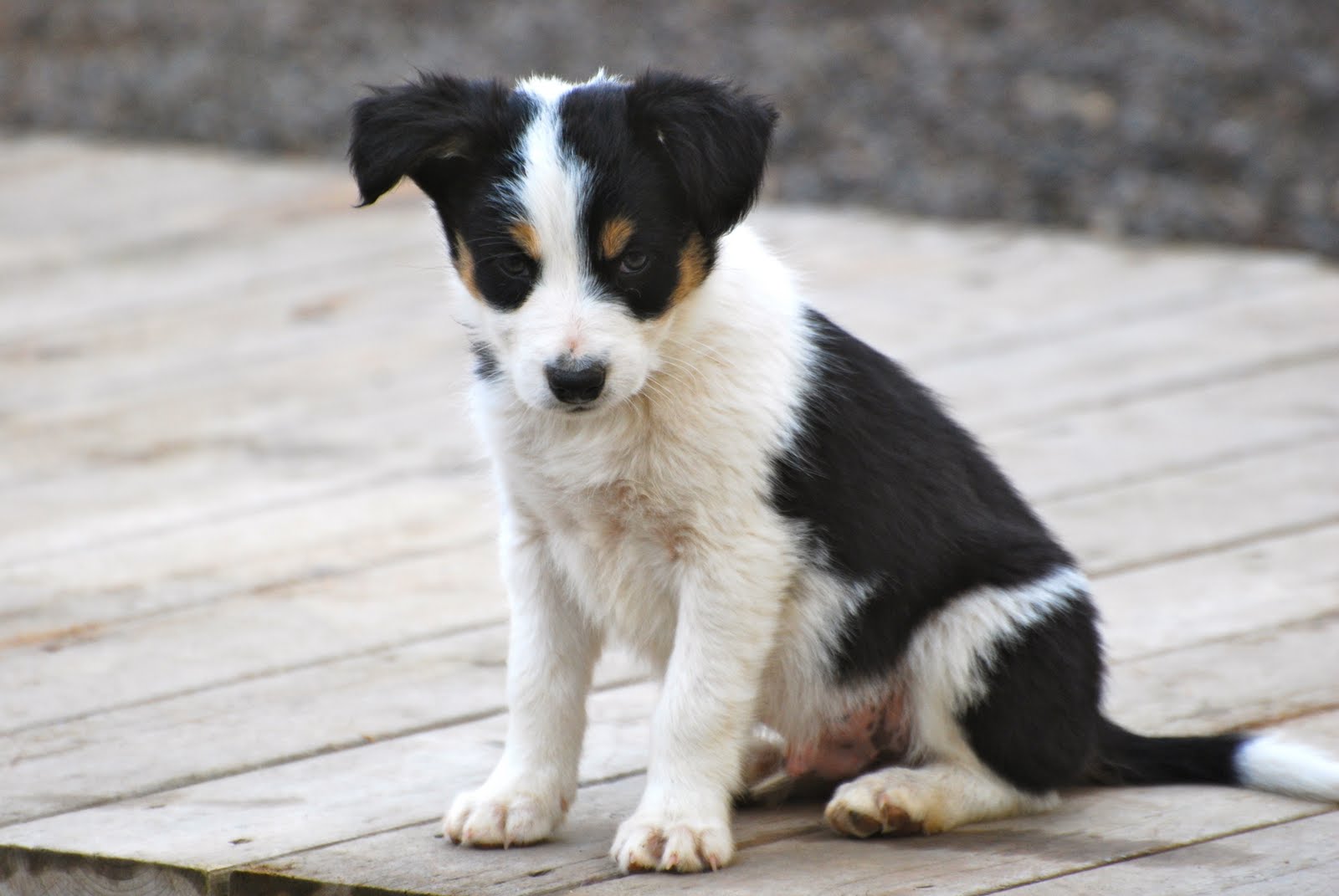 Hillcrest Border Collies: Available Puppies