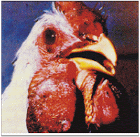 Ciri-ciri ayam terkena penyakit kolera dan cara pengobatan dan pencegahannya