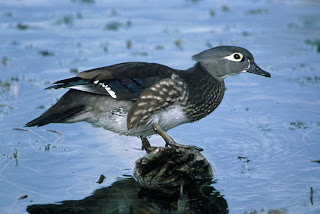 Wood Duck Courtesy of US Fish and Wildlife Service