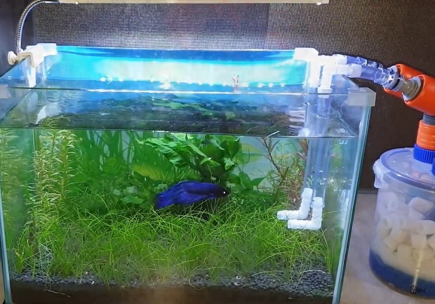 When & Why to Replace Aquarium Filter Media?