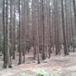 View album