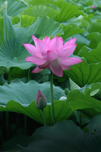 Decent Image Scraps: Animated Lotus Flower