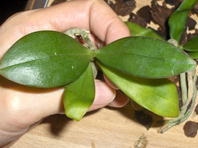 Phalaenopsis kuntrarti rarashati x lindenii seedling 1 svasato