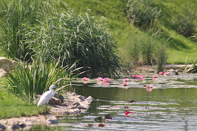 Imagine amenajare design gradina peisagist Alexandru Gheorghe, gradina cu lac artificial, iaz cu pesti, plante de apa, gradina in panta, dealuri.