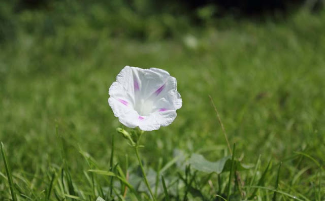 Morning Glory Flowers Pictures