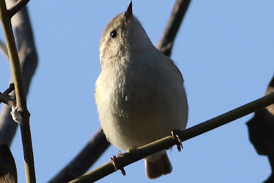 "Hume's Warbler - winter visitor, perched on a branch."