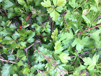 Photo by Sheila Webber of a ladybird on a hawthorn bush in April 2024