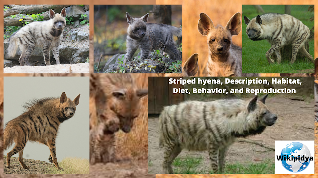 striped hyena fursona striped hyena pup striped hyena habitat striped hyena vs aardwolf baby striped hyena striped hyena range striped hyena pet striped hyena scientific name striped hyena whelp conan exiles striped hyena adaptations striped hyena anatomy striped hyena as a pet striped hyena attacks on humans striped hyena and wolves striped hyena afghanistan striped hyena attack in india striped hyena art striped hyena azerbaijan striped hyena anthro african striped hyena aardwolf vs striped hyena aardwolf striped hyena arabian striped hyena albino striped hyena arabian wolf vs striped hyena average weight of striped hyena asiatic lion vs striped hyena asian striped hyena african striped hyena size striped hyena bite force striped hyena baby striped hyena bite force psi striped hyena behavior striped hyena base    striped hyena brown hyena striped hyena beastars striped hyena beastars voice actor striped hyena bangladesh striped hyena breeding period brown hyena vs striped hyena beastars striped hyena baby striped hyena conan exiles beastars striped hyena voice actor black striped hyena brown striped hyena