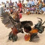 Koleksi Gambar Ayam Aduan  Koleksi Foto dan Gambar