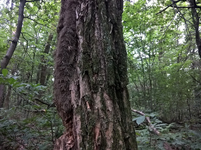 Tronco Robinia pseudoacacia