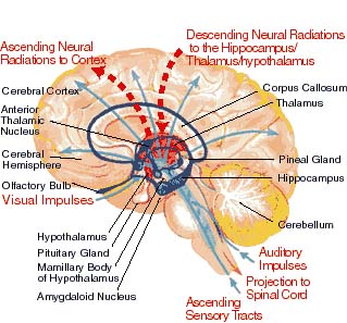 Brain Structure And Functions6