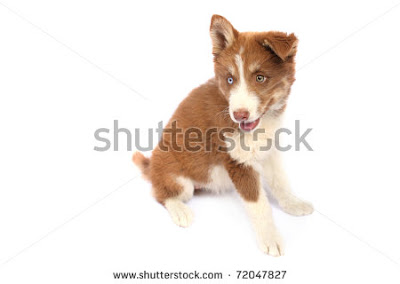 Brown Siberian huskies Pictures