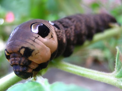 The Elephant hawk moth