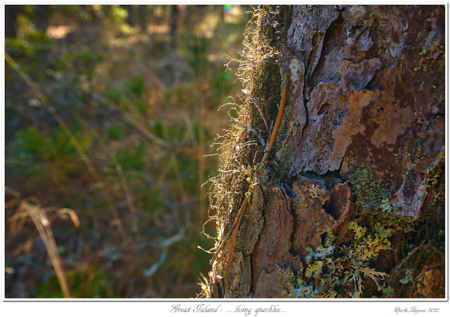 Great Island: ... living sparkles...