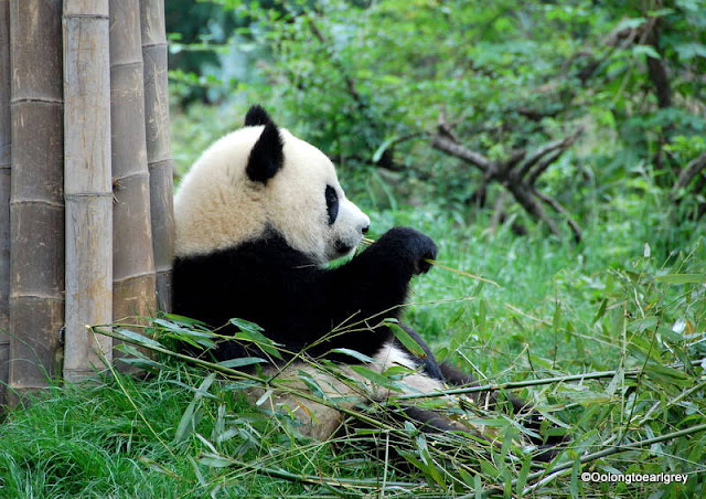 Panda, Chengdu, China