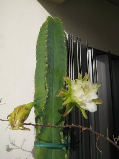 cactus flower