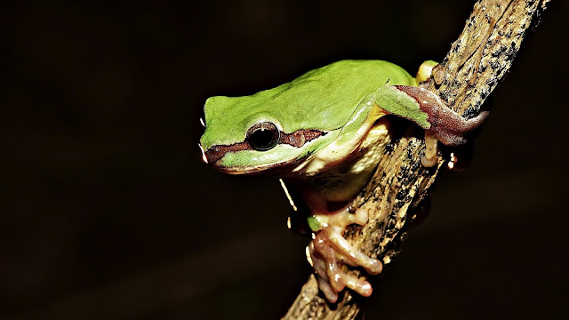 Frog on tree HD Wallpaper