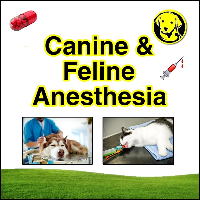 Free Download Canine And Feline Anesthesia Full Pdf