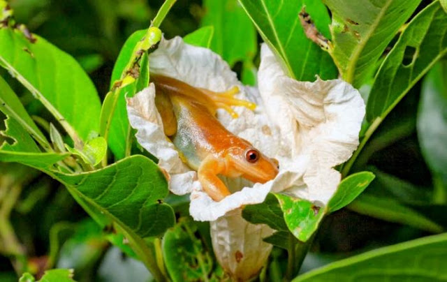 Una rana X. truncata boca abajo en una flor